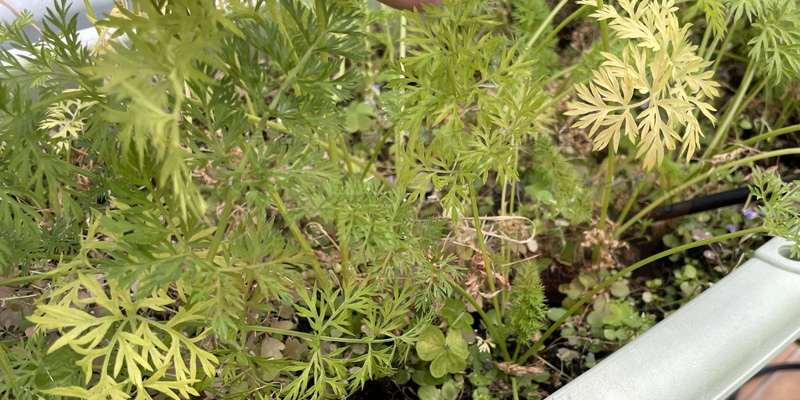 時なし五寸ニンジンの葉が黄色くなった様子