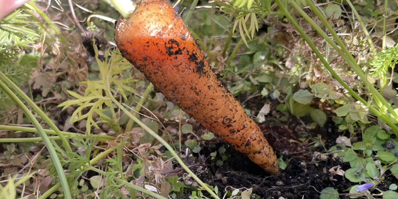 時なし五寸ニンジンを引き抜いた様子