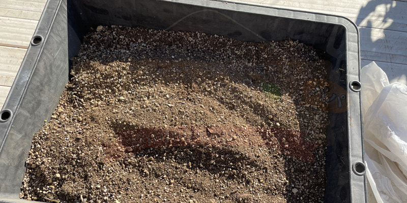 トロ箱に使用済みの培養土を入れて再利用準備をしている様子