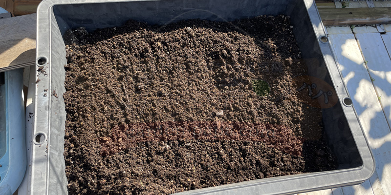 木酢液で消毒して1週間置いたあとの培養土の状態