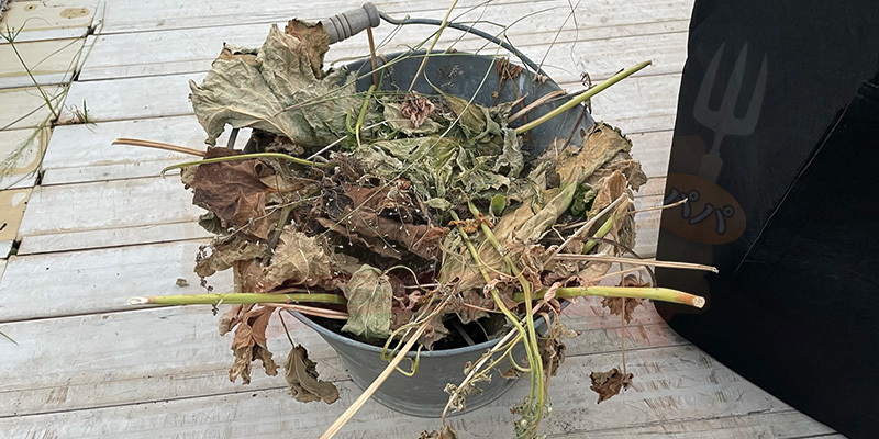 落ち葉や雑草をバケツに入れた写真