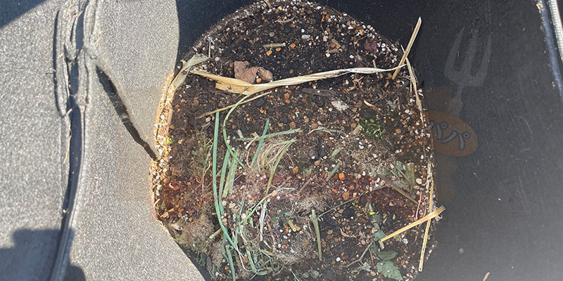 上から踏みつけて隙間を失くしているコンポスト内の様子