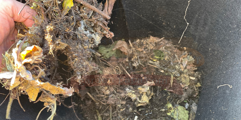 コンポストの中を確認している様子