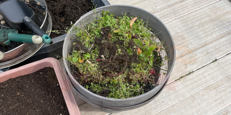 失敗した赤丸はつかダイコンと雑草を天日干ししている様子