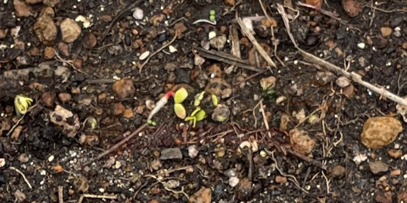 赤丸はつかダイコンの芽が出て３日目の様子