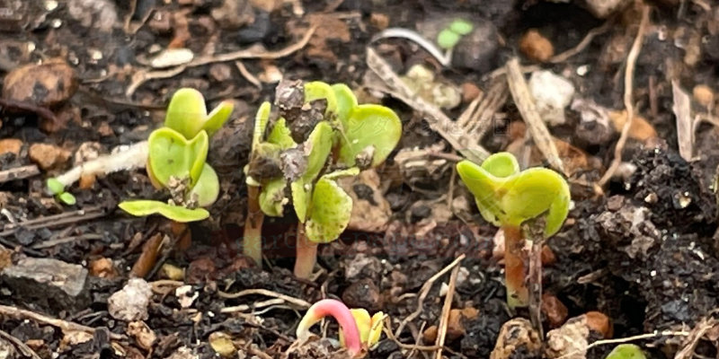 赤丸はつか大根の芽が出て４日目の様子