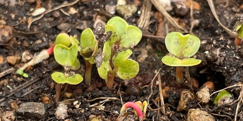 赤丸はつか大根 双葉が開いた様子