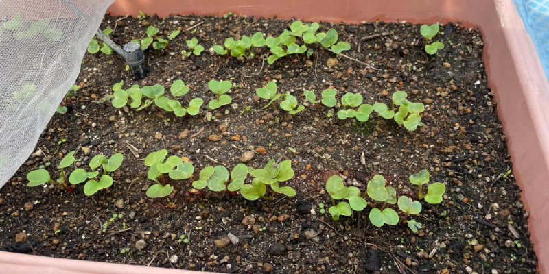 まだまだ小さいが、少しずつ成長して葉が込み合ってきている赤丸はつか大根の様子
