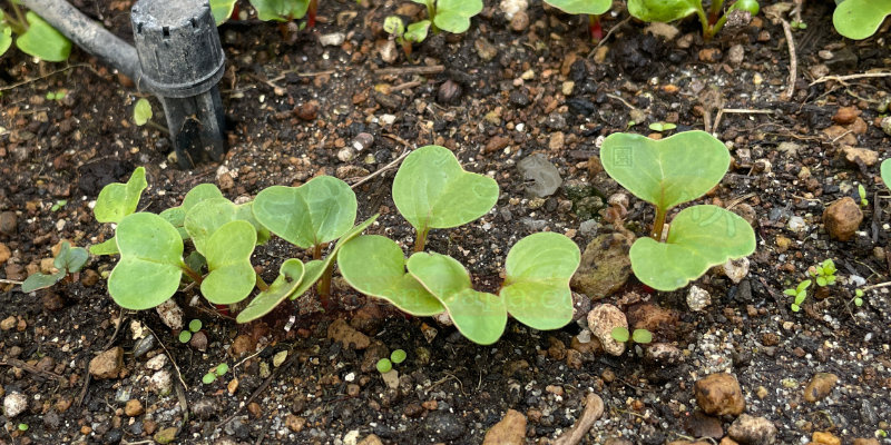 葉が込み合っている赤丸はつか大根のアップ写真