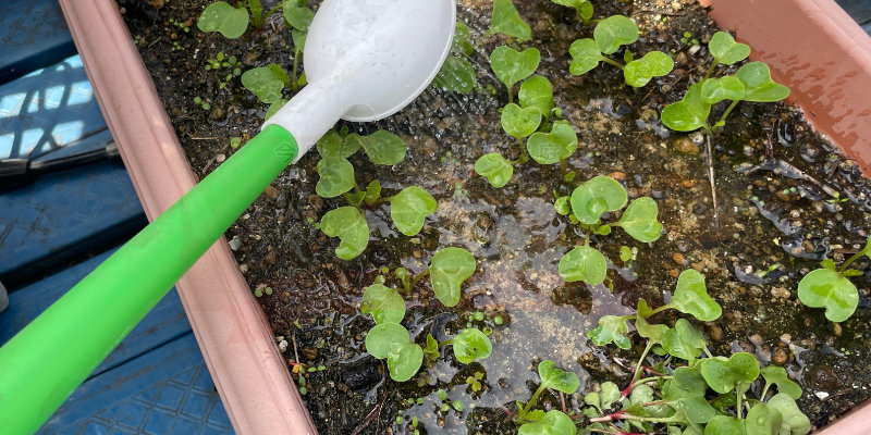 赤丸はつか大根の間引きをした後に液体肥料をあげている様子