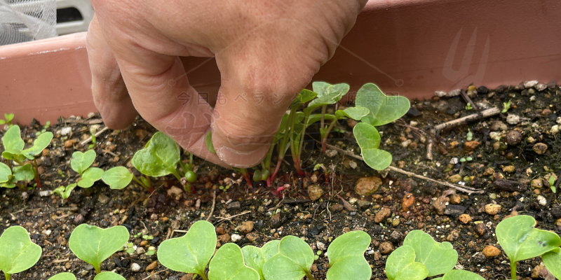 赤丸はつか大根の株間が少し狭くなってきたので間引きをしました。