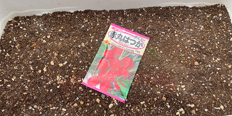 赤丸はつか大根の種が入った袋の写真