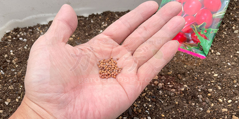 赤丸はつか大根の種を手のひらに載せている様子