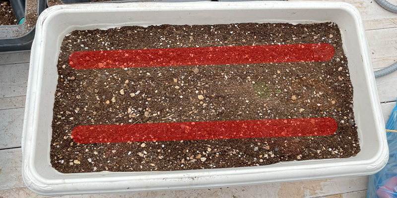 赤丸はつか大根の種を筋蒔きにするための準備の様子