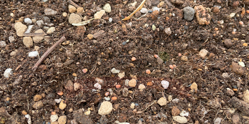 赤丸はつか大根の種をまいた様子