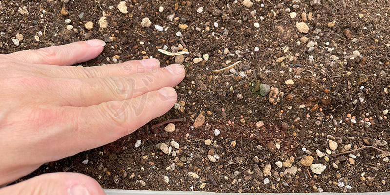 軽く土を抑えて水で種が流れていかないようにしている様子