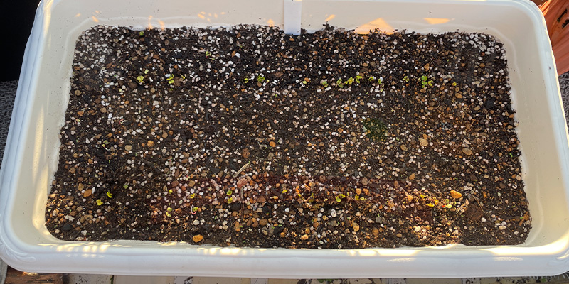 赤丸はつか大根の種をまいてから４日目の様子