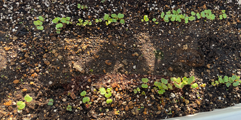 赤丸はつか大根の種まきから５日目の様子