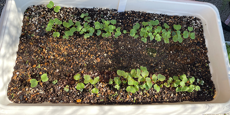 赤丸はつか大根の種まきから８日目の様子