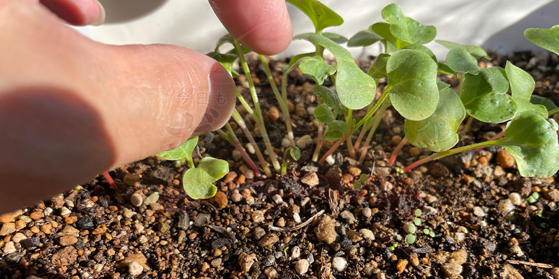 赤丸はつか大根の間引きの様子
