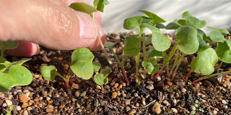 赤丸はつか大根の間引きで芽を抜いている様子
