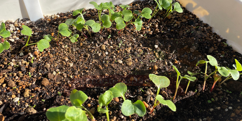 赤丸はつか大根の間引き後の様子