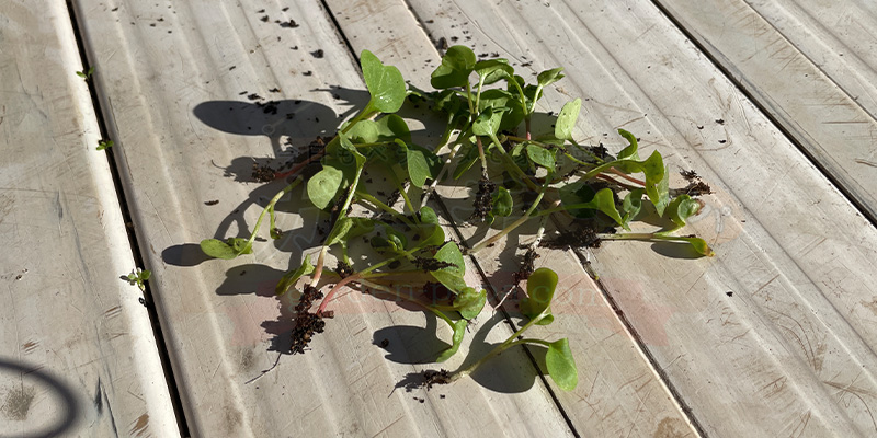 間引いた赤丸はつか大根の芽の写真