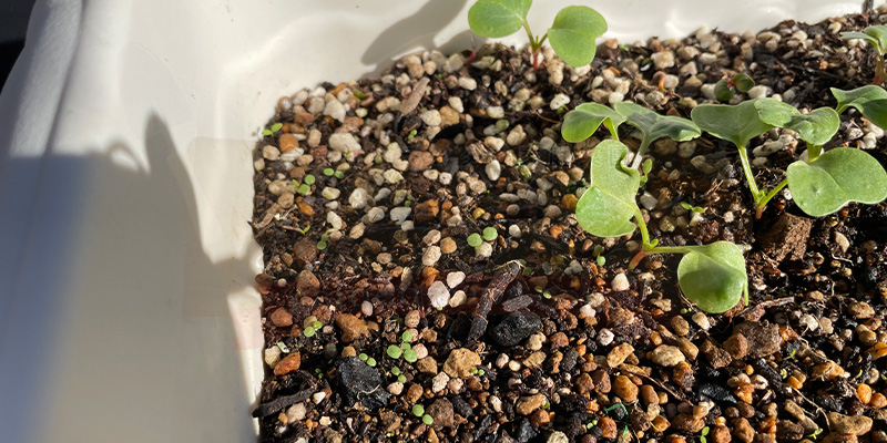 赤丸はつか大根のプランターの様子