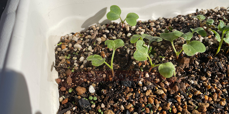 赤丸はつか大根の間引いた芽を空いている場所に定植した様子