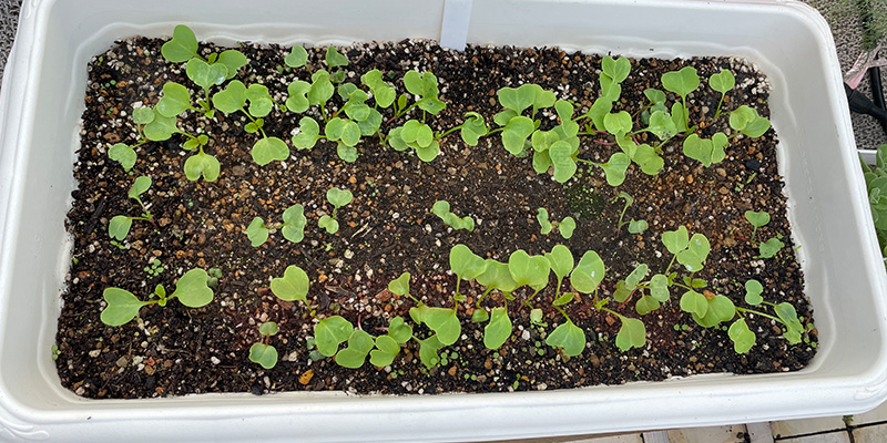 赤丸はつか大根１回目の間引きから３日目の様子