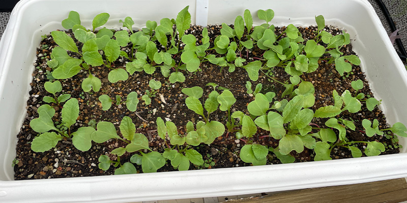 赤丸はつか大根１回目の間引きから１週間後の様子