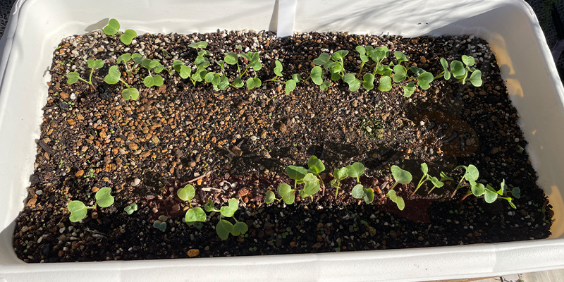 赤丸はつか大根の１回目の間引き後の様子