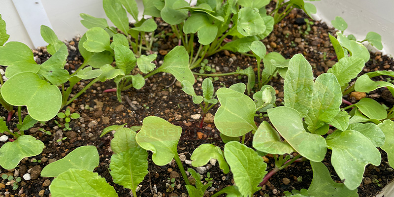 赤丸はつか大根の葉をアップにした写真