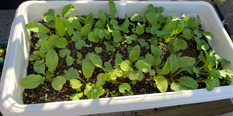 赤丸はつか大根１回目の間引きから9日後の様子