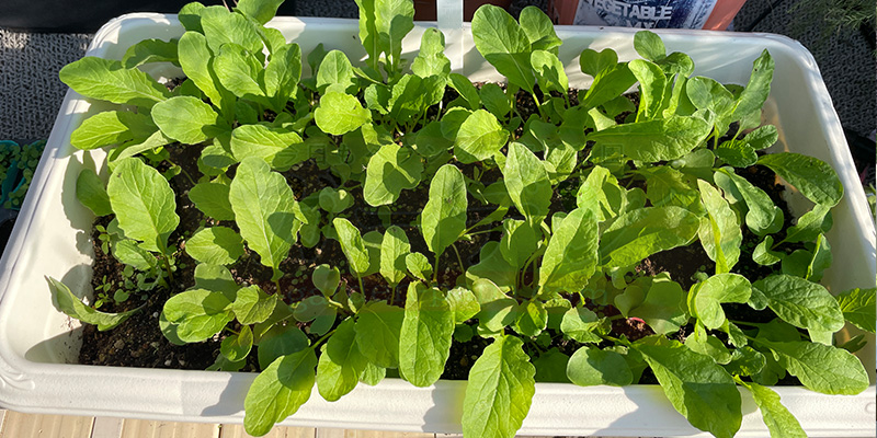 赤丸はつか大根の種まきから２０日後の様子