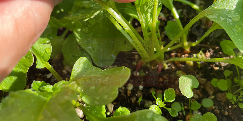 赤丸はつか大根の芽が密集している状態