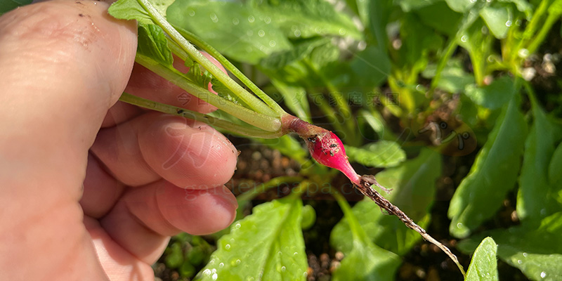 赤丸はつか大根の２回目の間引きで抜いた芽の写真
