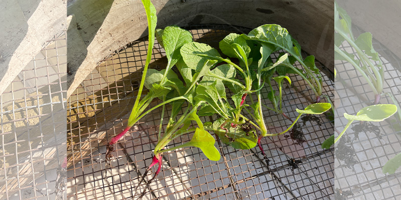 ２回目の間引きで抜いた赤丸はつか大根の芽たちの写真
