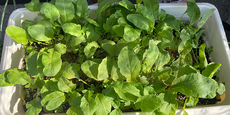 赤丸はつか大根の間引き後のプランターの様子