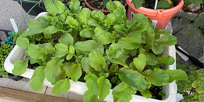 ２回目の間引きから８日目の様子