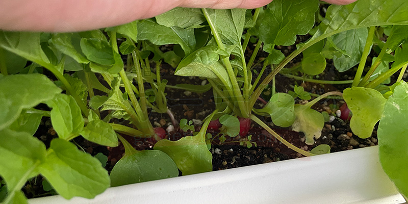 赤丸はつか大根の実が少し大きくなってきた様子