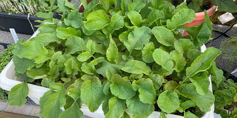 さらに１２日後の写真