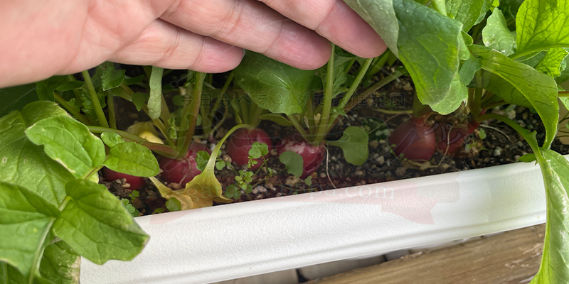 赤丸はつか大根の実がかなり大きくなってきた様子