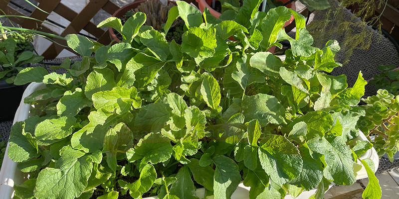 赤丸はつか大根の収穫前の様子