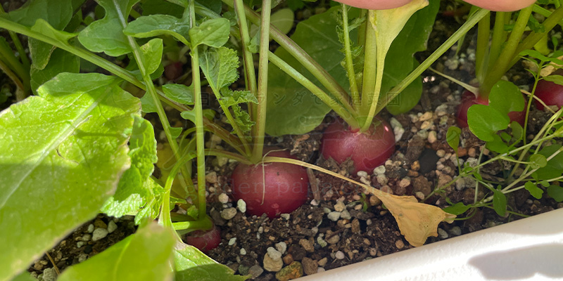 収穫できる大きさの赤丸はつか大根