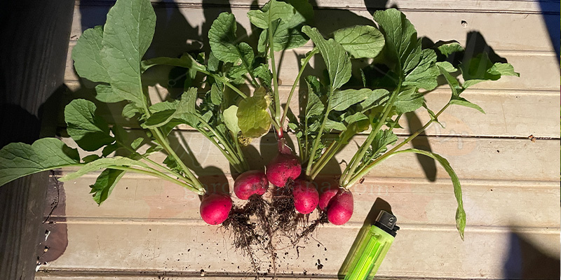 収穫した赤丸はつか大根の写真