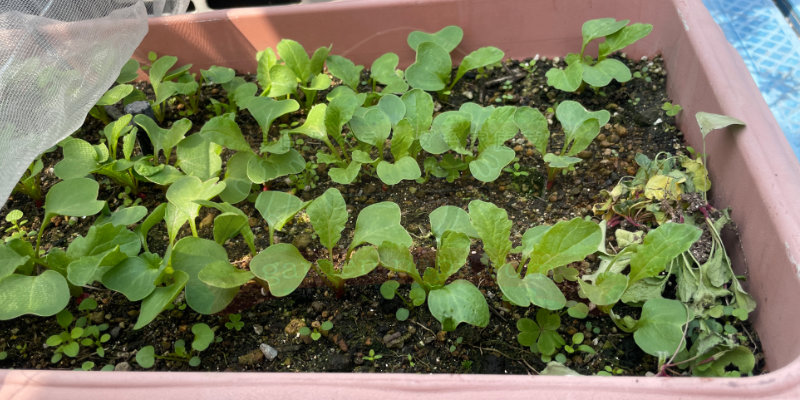 かなり大きく育った赤丸はつか大根の葉