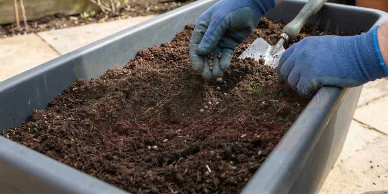 アスパラガスの種をプランターにまいている様子