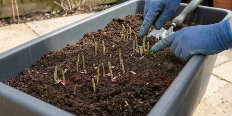 アスパラガスの新芽が土から出てきている様子