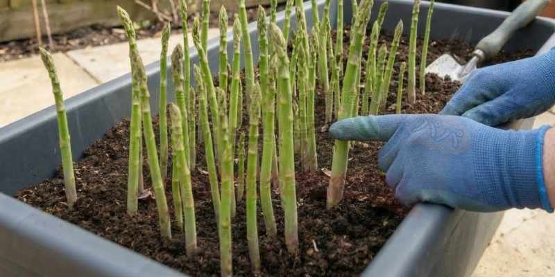 収穫サイズに太くなった、たくさんのアスパラガスの様子